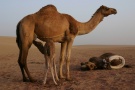 Camel And Two Day Old Young, Western Desert